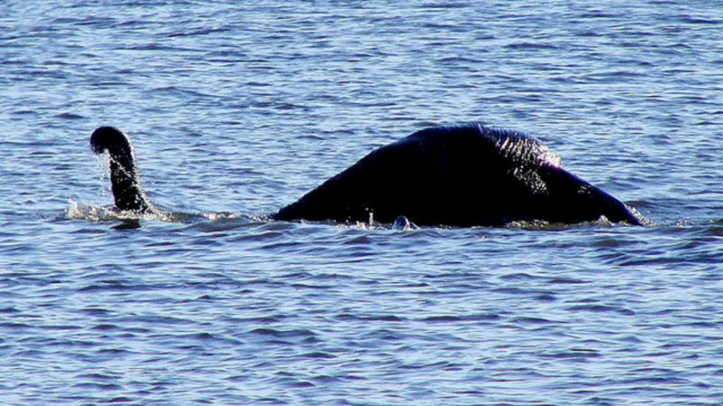 La Leyenda del “Monstruo” del Lago Ness