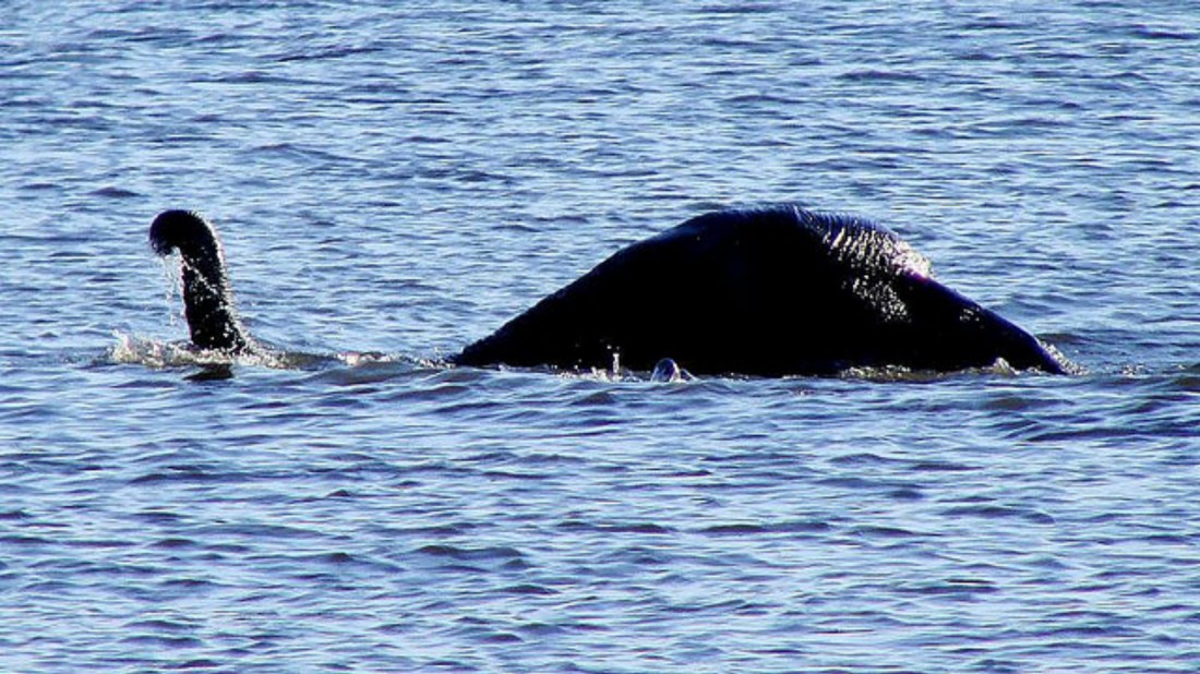 La Leyenda del “Monstruo” del Lago Ness